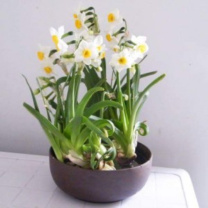 govianu-flower-pots-design-009