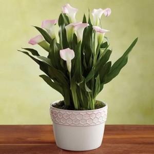 govianu-flower-pots-design-010